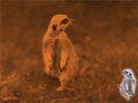 meercat - powerpoint backgrounds